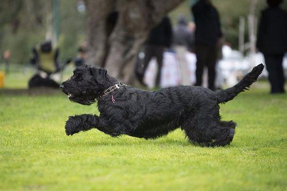 تریر سیاه روسی (Black Russian Terrier)